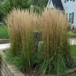 'Karl Foerster' Feather Reed Grass 11 'Karl Foerster' Feather Reed Grass -Garden Plants Store calamagrostis karl foerster feather reed grass 3 sw