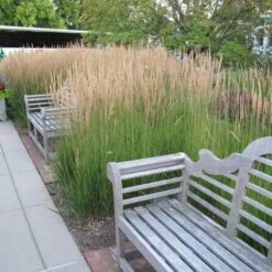 'Karl Foerster' Feather Reed Grass 12 'Karl Foerster' Feather Reed Grass -Garden Plants Store calamagrostis karl foerster feather reed grass 6 sw