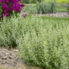 Calamint 1 Calamint -Garden Plants Store calamint catmint 3