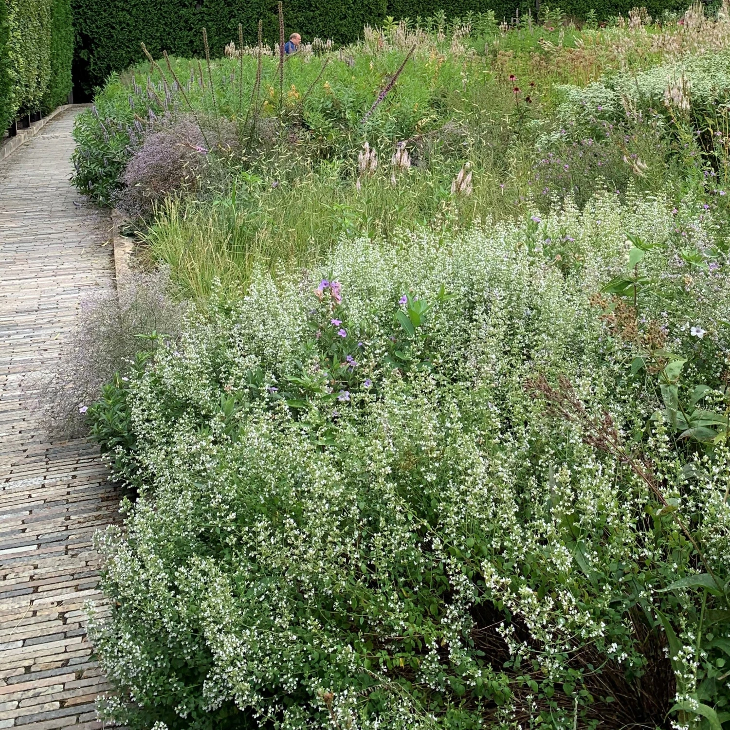 Calamint 4 Calamint - Image 2