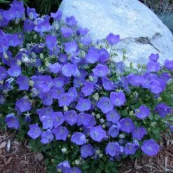 'Rapido Blue' Bellflower 8 'Rapido Blue' Bellflower -Garden Plants Store campanula rapido blue 1