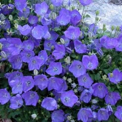 'Rapido Blue' Bellflower 9 'Rapido Blue' Bellflower -Garden Plants Store campanula rapido blue 2