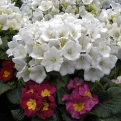 'Rapido White' Bellflower 11 'Rapido White' Bellflower -Garden Plants Store campanula rapido white carpathian harebell 4