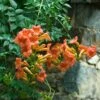 Trumpet Vine -Garden Plants Store campsis radicans trumpet creeper 1