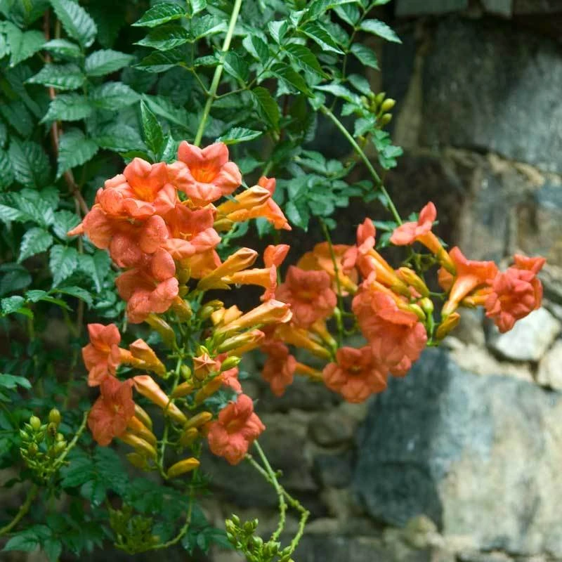 Trumpet Vine 3 Trumpet Vine