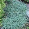 'Blue Zinger' Sedge 2 'Blue Zinger' Sedge -Garden Plants Store carex blue zinger sedge 3 sw