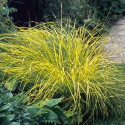 'Bowles Golden' Sedge -Garden Plants Store carex bowles golden 3