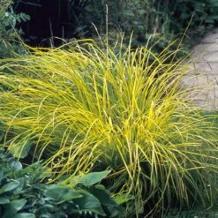 Brighten A Shady Spot Collection 9 Brighten A Shady Spot Collection -Garden Plants Store carex bowles golden 3 846f61fa 4e44 44a6 91d9 8307e52e0dfb