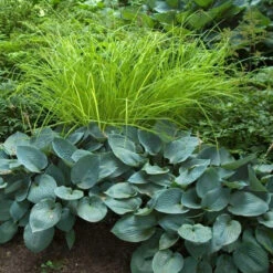 'Bowles Golden' Sedge -Garden Plants Store carex bowles golden 4