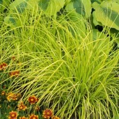 'Bowles Golden' Sedge -Garden Plants Store carex bowles golden 5
