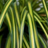 EverColor® 'Eversheen' Sedge -Garden Plants Store carex oshimensis eversheen sedge