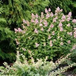 Beyond Pink'd™ Bluebeard 8 Beyond Pink'd™ Bluebeard -Garden Plants Store caryopteris beyond pinkd 4 sw
