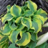 'School Mouse' Hosta 1 'School Mouse' Hosta -Garden Plants Store cb9926b513dd7ed2d15247e4535630df