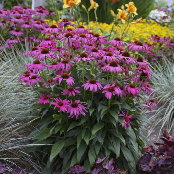 'Purple Emperor' Coneflower 5 'Purple Emperor' Coneflower - Image 3