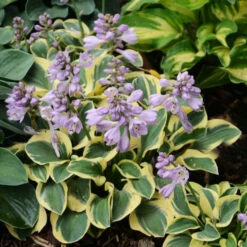 'Mini Skirt' Hosta 8 'Mini Skirt' Hosta -Garden Plants Store cd02831323a883976c9dc71c4e164c72