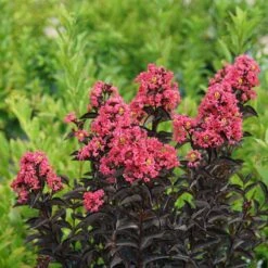 Center Stage® Coral Crapemyrtle 9 Center Stage® Coral Crapemyrtle -Garden Plants Store center stage coral crapemyrtle 3 sw