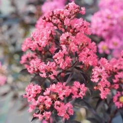 Center Stage® Coral Crapemyrtle 10 Center Stage® Coral Crapemyrtle -Garden Plants Store center stage coral crapemyrtle 4 sw