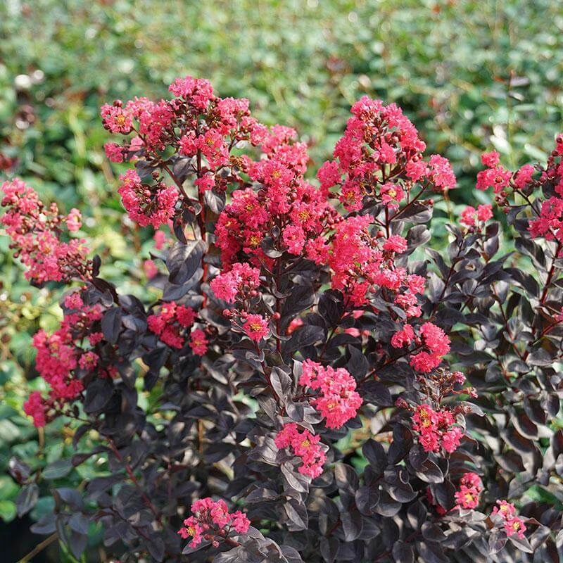 Center Stage® Pink Crapemyrtle 3 Center Stage® Pink Crapemyrtle