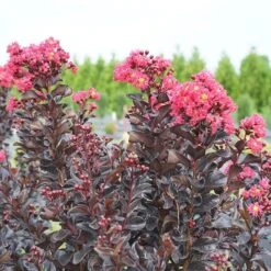 Center Stage® Pink Crapemyrtle 11 Center Stage® Pink Crapemyrtle -Garden Plants Store center stage pink crapemyrtle 3 sw