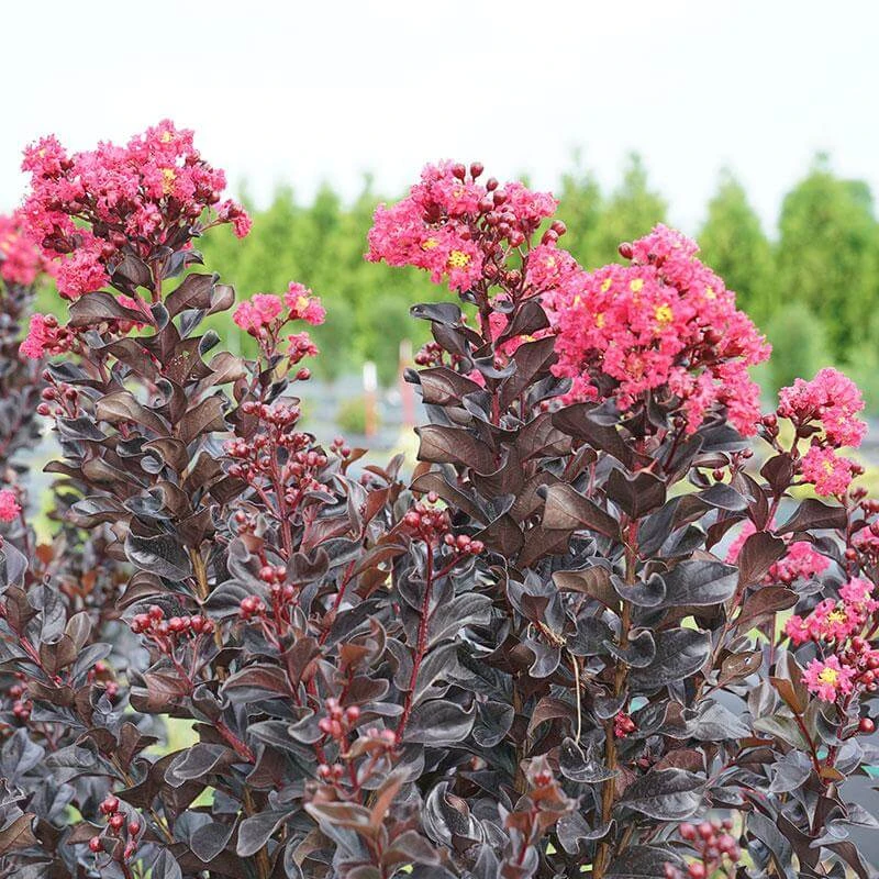 Center Stage® Pink Crapemyrtle 6 Center Stage® Pink Crapemyrtle - Image 4