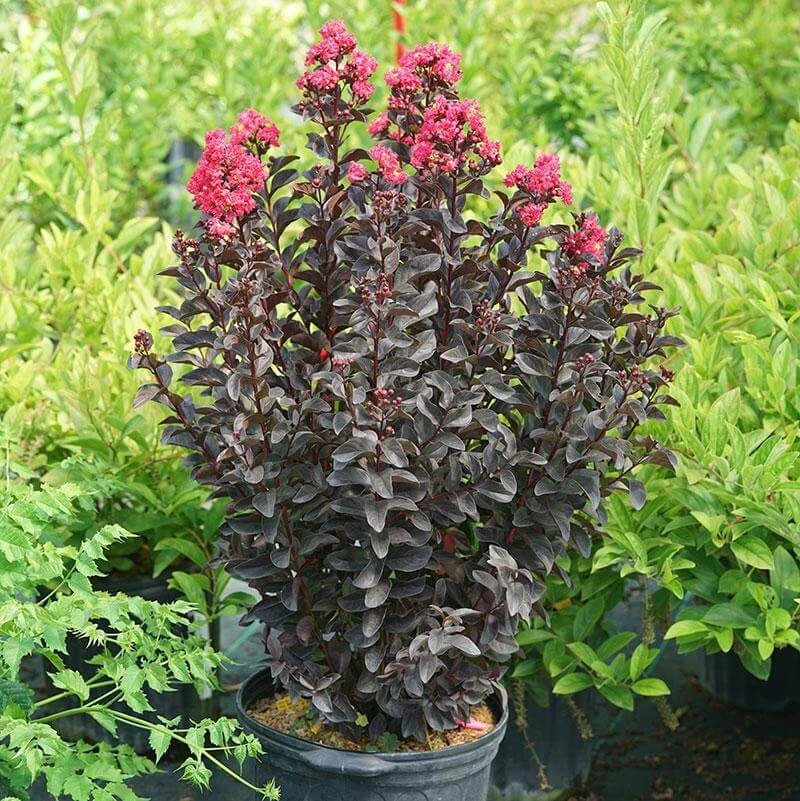 Center Stage® Pink Crapemyrtle 7 Center Stage® Pink Crapemyrtle - Image 5