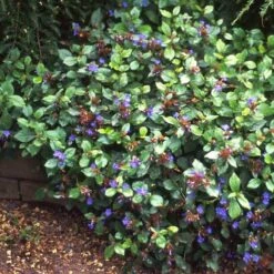 Hardy Plumbago -Garden Plants Store ceratostigma plumbaginoides plumbago 1 sw