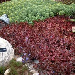 Hardy Plumbago -Garden Plants Store ceratostigma plumbaginoides plumbago 2 sw