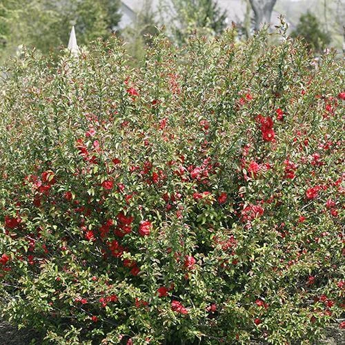 Double Take Pink™ Flowering Quince 5 Double Take Pink™ Flowering Quince - Image 3