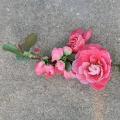 Double Take Pink™ Flowering Quince 11 Double Take Pink™ Flowering Quince -Garden Plants Store chaenomeles double take pink 3 P sw