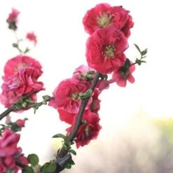 Double Take Pink™ Flowering Quince 12 Double Take Pink™ Flowering Quince -Garden Plants Store chaenomeles double take pink 4 P sw