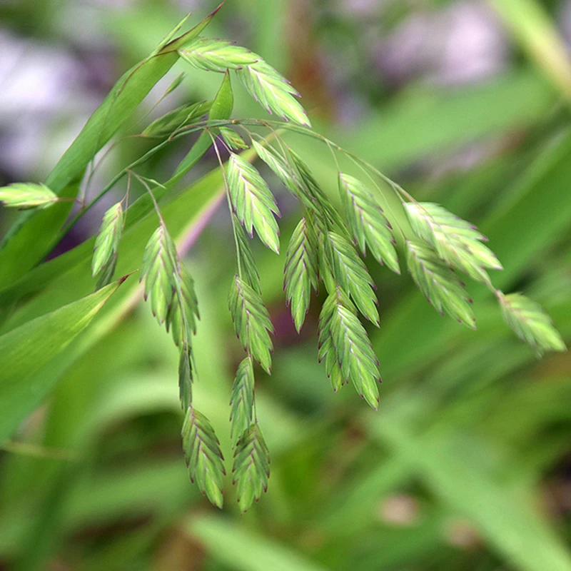 Northern Sea Oats 4 Northern Sea Oats - Image 2