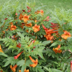 Chicklet™ Orange Trumpet Bush 9 Chicklet™ Orange Trumpet Bush -Garden Plants Store chicklet orange 2 sq