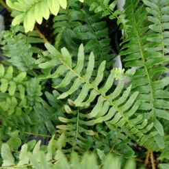 Christmas Fern 7 Christmas Fern -Garden Plants Store christmas fern 3