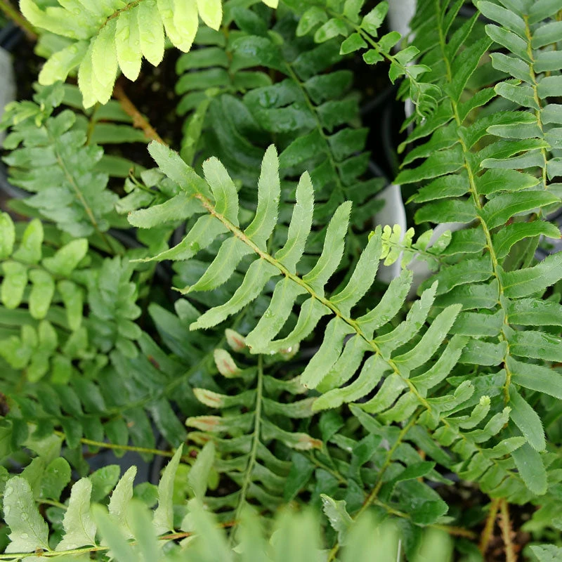 Christmas Fern 5 Christmas Fern - Image 3