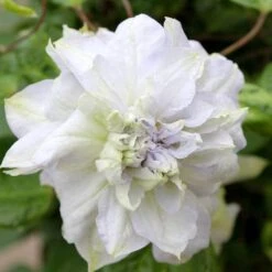 'Diamond Ball' Clematis 8 'Diamond Ball' Clematis -Garden Plants Store clematis diamond ball 3 sw