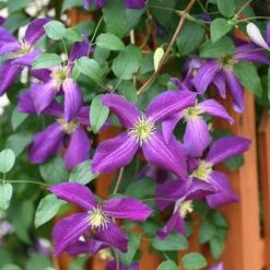 Happy Jack® Purple Clematis -Garden Plants Store clematis happy jack purple 3 sw