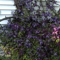 Happy Jack® Purple Clematis -Garden Plants Store clematis happy jack purple 4 sw