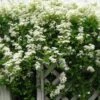 Sweet Autumn Clematis -Garden Plants Store clematis paniculata autumn clematis 1