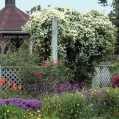 Sweet Autumn Clematis 9 Sweet Autumn Clematis -Garden Plants Store clematis paniculata autumn clematis 4