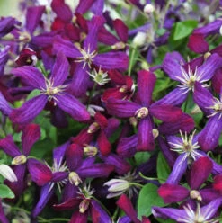 'Sweet Summer Love' Clematis 9 'Sweet Summer Love' Clematis -Garden Plants Store clematis sweet summer love 1