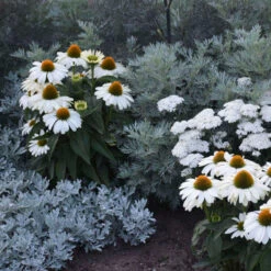 Color Coded™ 'The Price Is White' Coneflower -Garden Plants Store color coded the price is white coneflower 1