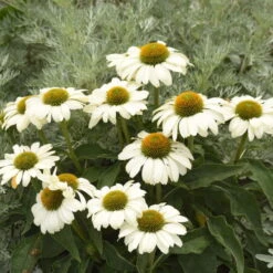 Color Coded™ 'The Price Is White' Coneflower -Garden Plants Store color coded the price is white coneflower 2