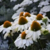 Color Coded™ 'The Price Is White' Coneflower -Garden Plants Store color coded the price is white coneflower 3