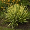 'Color Guard' Yucca -Garden Plants Store color guard yucca