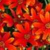 'Ladybird' Tickseed -Garden Plants Store coreopsis ladybird 1