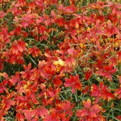 'Ladybird' Tickseed -Garden Plants Store coreopsis ladybird 4