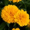 Solanna™ Golden Sphere Tickseed 1 Solanna™ Golden Sphere Tickseed -Garden Plants Store coreopsis solanna golden sphere 1
