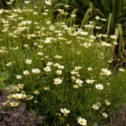 'Star Cluster' Tickseed 7 'Star Cluster' Tickseed -Garden Plants Store coreopsis tickseed starcluster 3