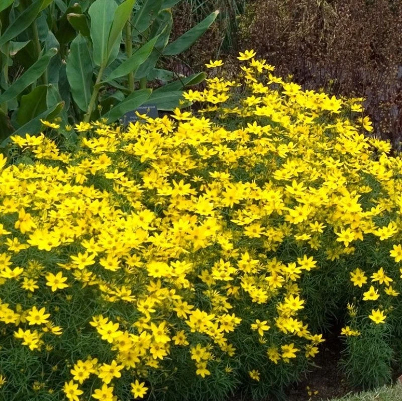 'Zagreb' Tickseed 4 'Zagreb' Tickseed - Image 2