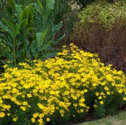 'Zagreb' Tickseed 9 'Zagreb' Tickseed -Garden Plants Store coreopsis zagreb 2
